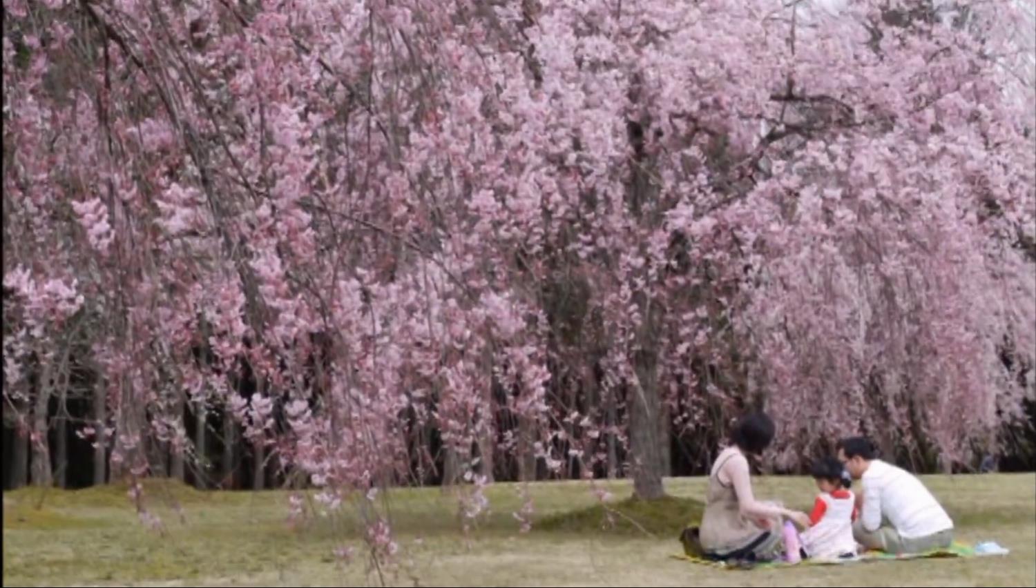 越前陶芸村しだれ桜まつりの画像