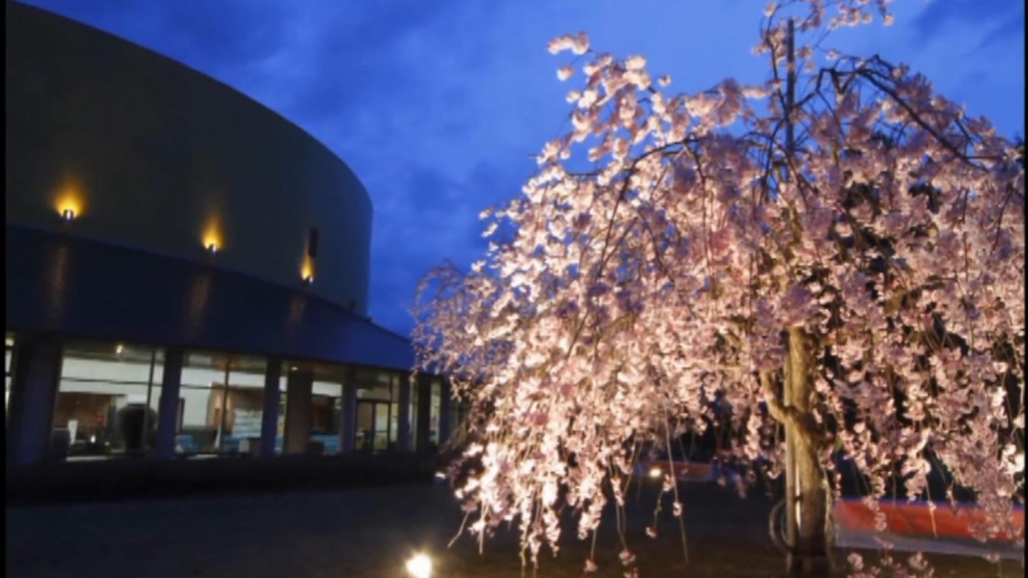 越前陶芸村しだれ桜まつりの画像