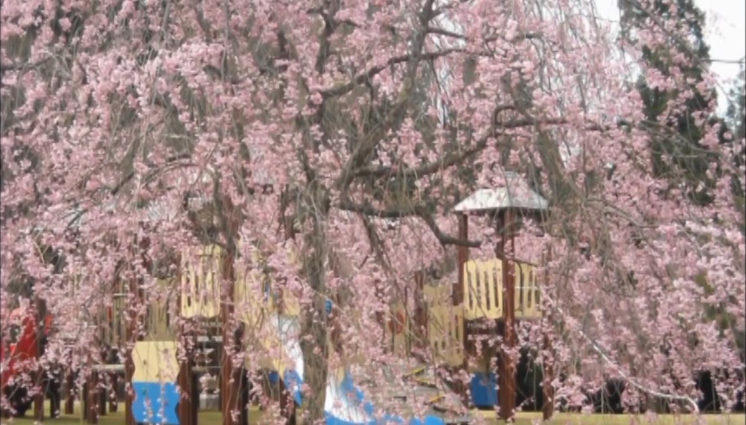 越前陶芸村しだれ桜まつりの画像