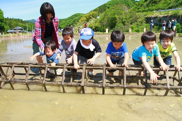 田植えの様子